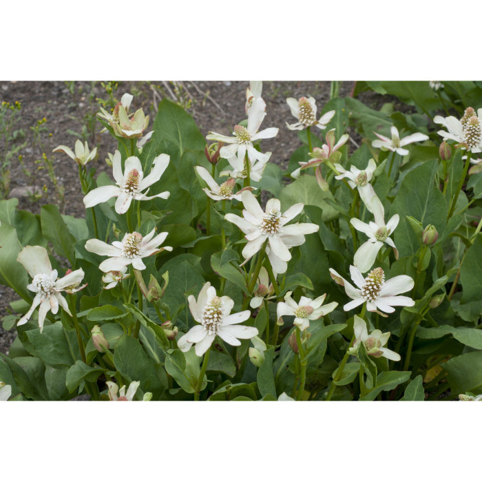 Anemopsis californica