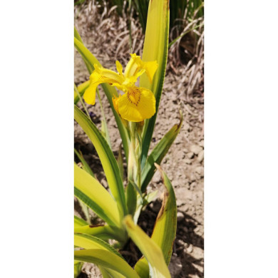 Iris pseudacorus 'Variegata'