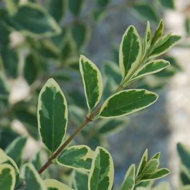 Ligustrum ibota Musli® 'Muster'