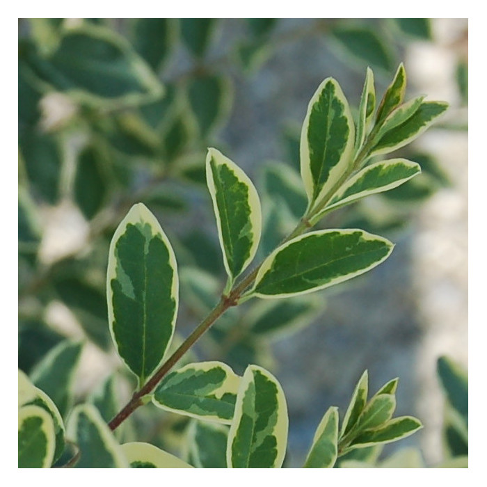 Ligustrum ibota Musli® 'Muster'