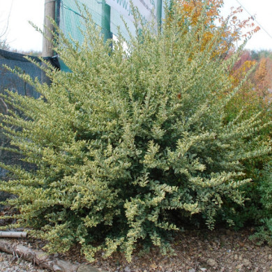 Ligustrum ibota Musli® 'Muster'