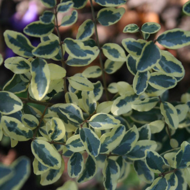 Ligustrum ibota Musli® 'Muster'