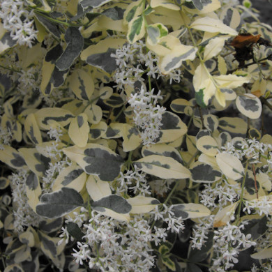 Ligustrum ibota Musli® 'Muster'