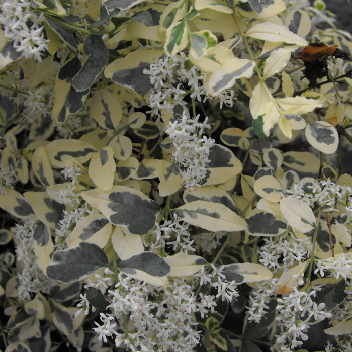 Ligustrum ibota Musli® 'Muster'