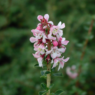 Escallonia 'Donard Seedling'