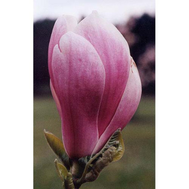 Magnolia x soulangeana 'Alexandrina'