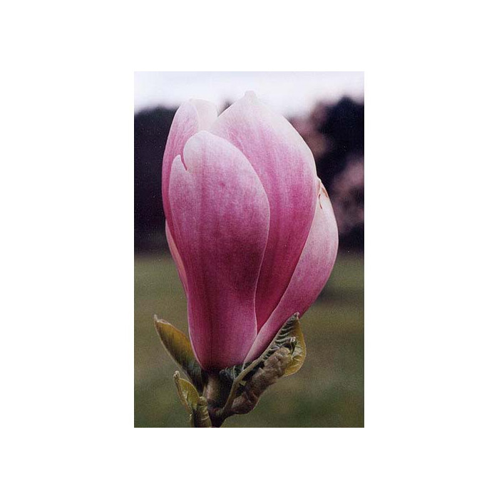 Magnolia x soulangeana 'Alexandrina'
