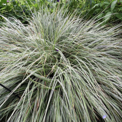 Carex oshimensis 'Fiwhite' EVEREST EVERCOLOR®