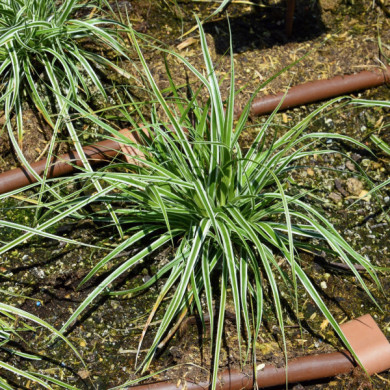 Carex oshimensis 'Fiwhite' EVEREST EVERCOLOR®