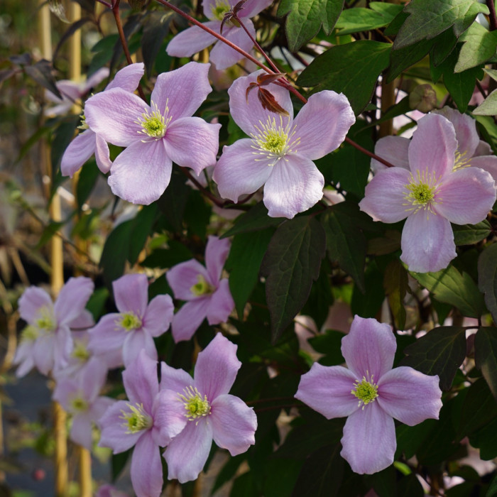 Clematis montana 'Fragant Spring'