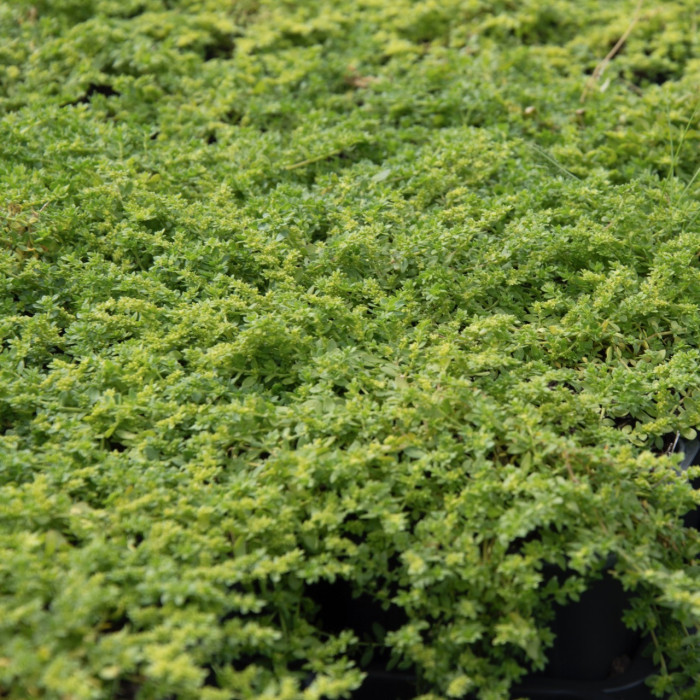 Herniaria glabra