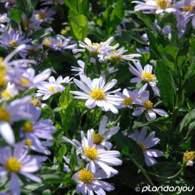 Kalimeris incisa 'Blue Star'