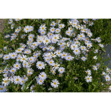 Kalimeris incisa 'Blue Star'