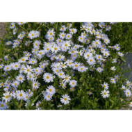 Kalimeris incisa 'Blue Star'