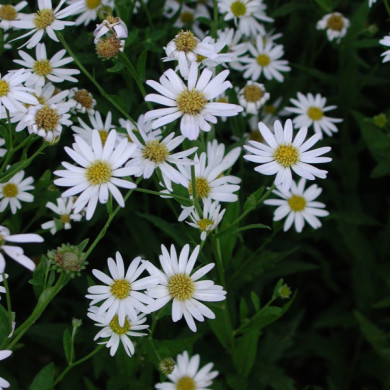 Kalimeris incisa 'Blue Star'