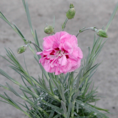 Dianthus 'Moulin Rouge' (plumarius group)