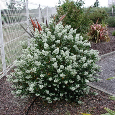 Escallonia 'Iveyi'