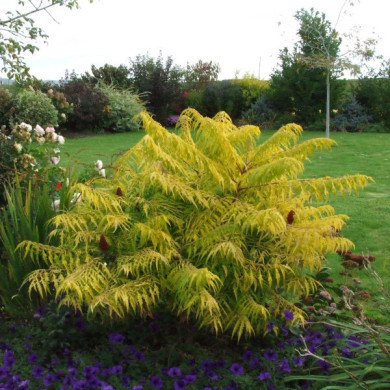 Rhus typhina Tiger Eyes® 'Bailtiger' c.o.v.