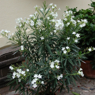 Nerium oleander blanc