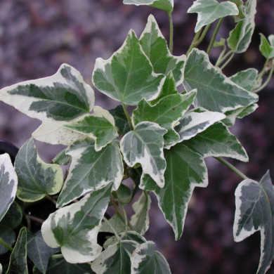 Hedera helix 'Eva'