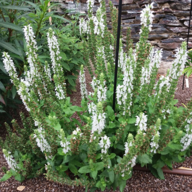 Salvia nemorosa 'Schneehügel'