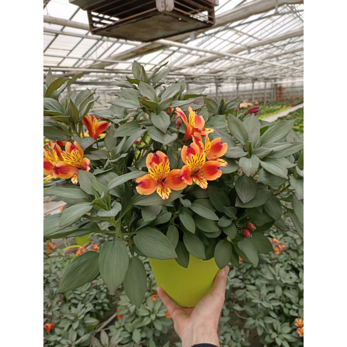 Alstroemeria 'Tesronto' INDIAN SUMMER