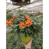 Alstroemeria 'Tesronto' INDIAN SUMMER