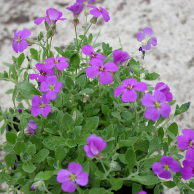 Aubrieta 'Hamburger Stadtpark'