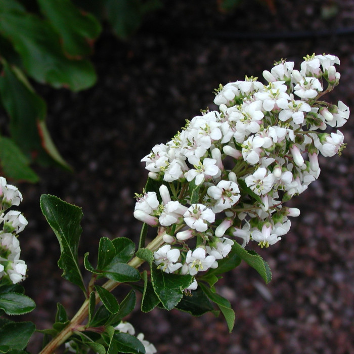 Escallonia 'Iveyi'