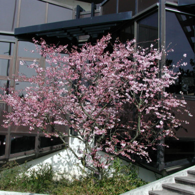 Prunus 'Accolade'