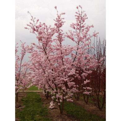 Prunus 'Accolade'