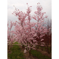 Prunus 'Accolade'