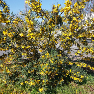 Sophora Sun King 'Hisop'