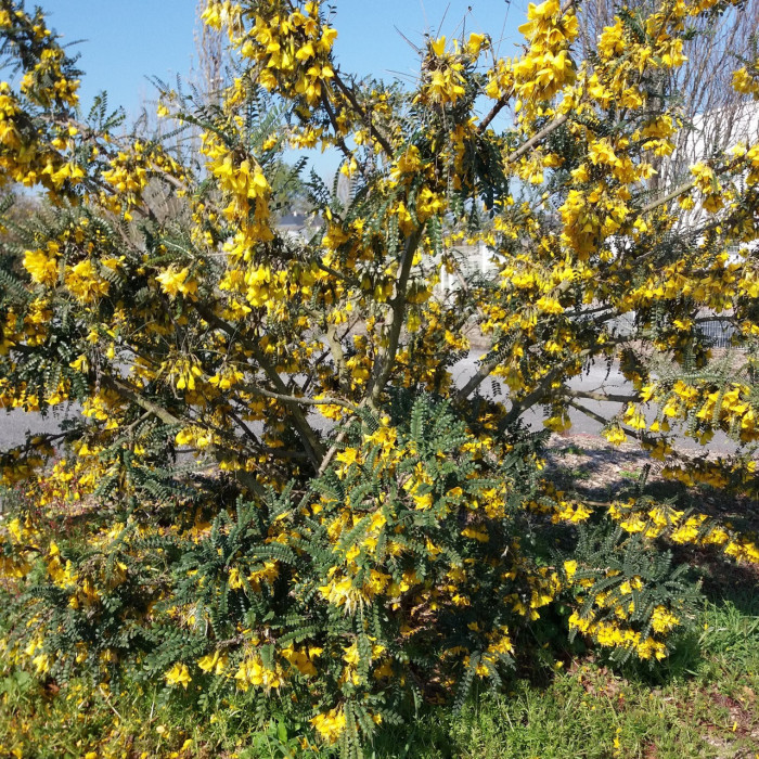Sophora Sun King 'Hisop'