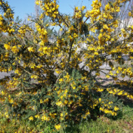 Sophora Sun King 'Hisop'