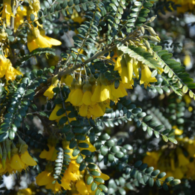 Sophora Sun King 'Hisop'