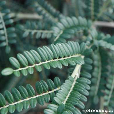 Sophora Sun King 'Hisop'