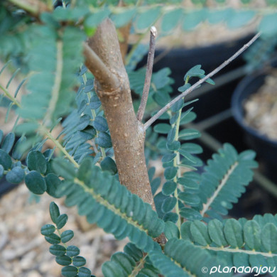 Sophora Sun King 'Hisop'