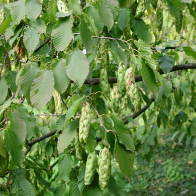 Ostrya carpinifolia