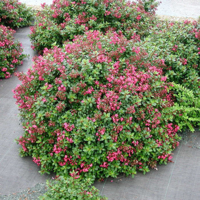 Escallonia 'Red Dream'