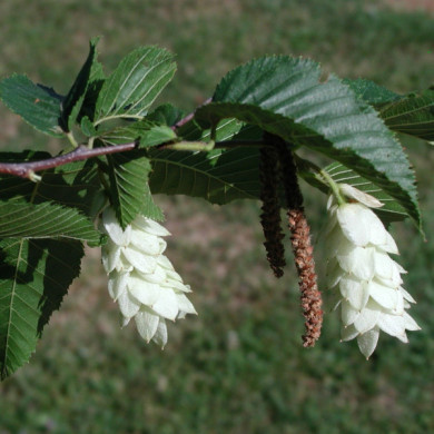 Ostrya carpinifolia