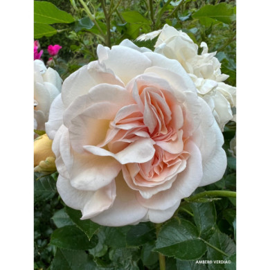 Rosier paysager Amber voluptia®