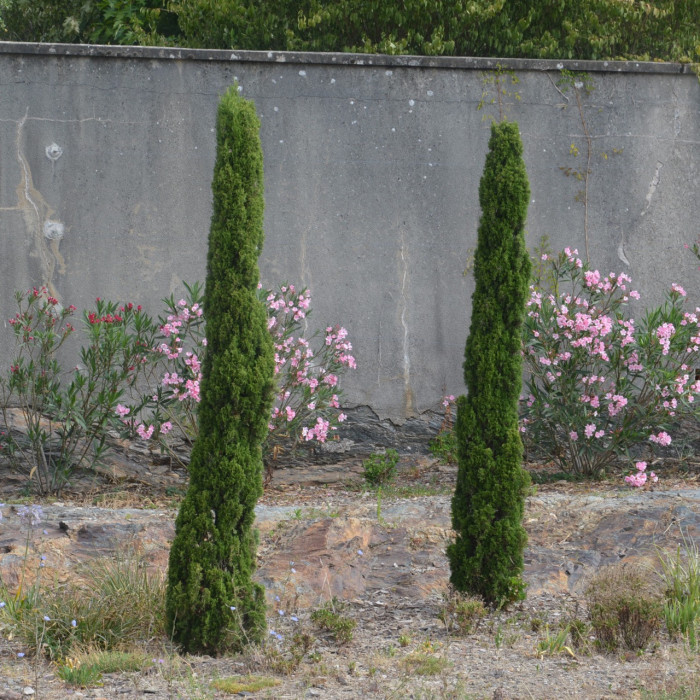 Cupressus sempervirens 'Totem'