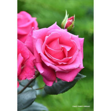 Rosier paysager Crazy pink voluptia®