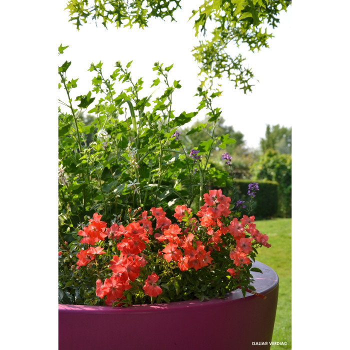 Rosier tige Isalia® Decorosiers