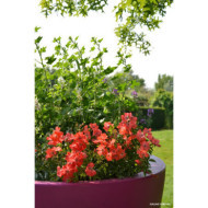 Rosier tige Isalia® Decorosiers