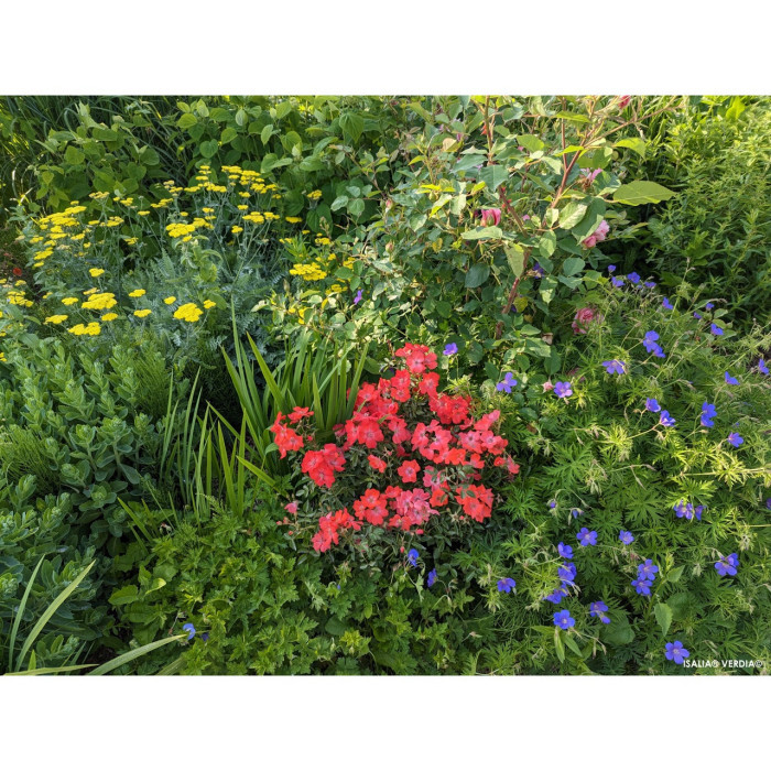 Rosier tige Isalia® Decorosiers