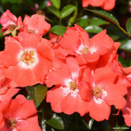 Rosier tige DECOROSIERS® Isalia®