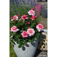 Rosier paysager Pink voluptia®
