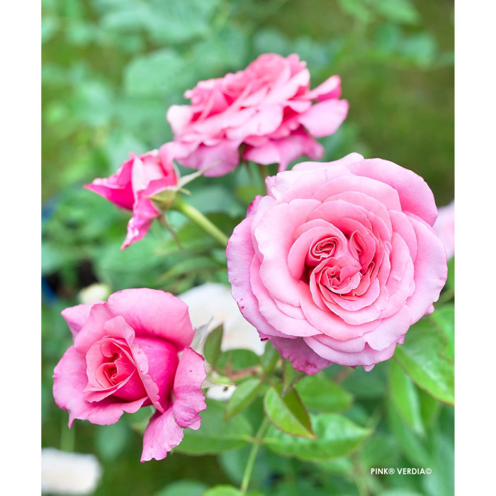 Rosier paysager Pink voluptia®